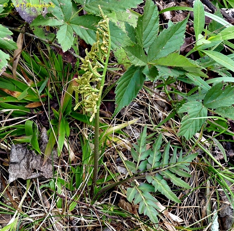 {Sceptridium biternatum}